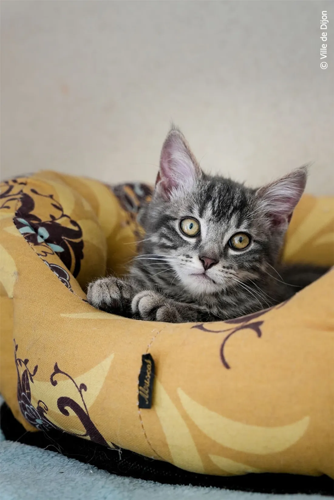 En 2026, le premier cimetière animalier de la région devrait être inauguré.
