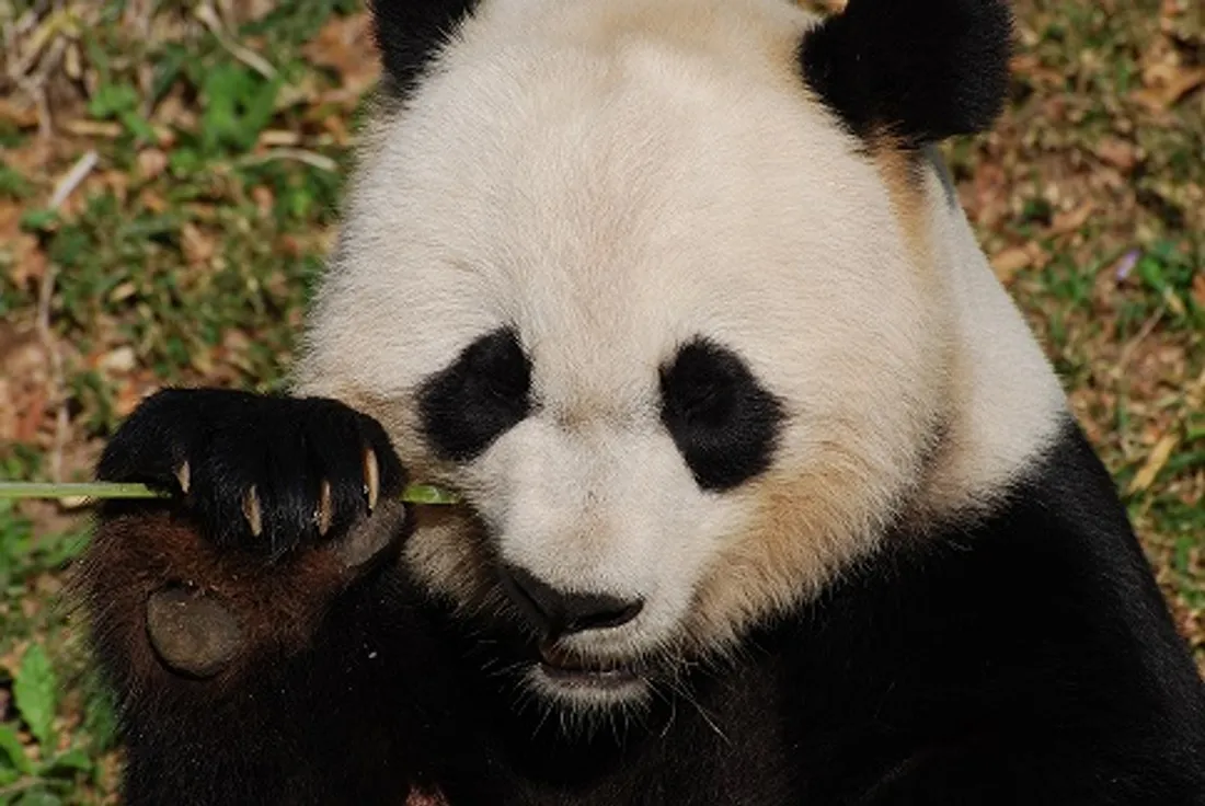 Zoo de Beauval : les secrets de la diplomatie du panda”, diffusé ce dimanche 24 mai sur M6.