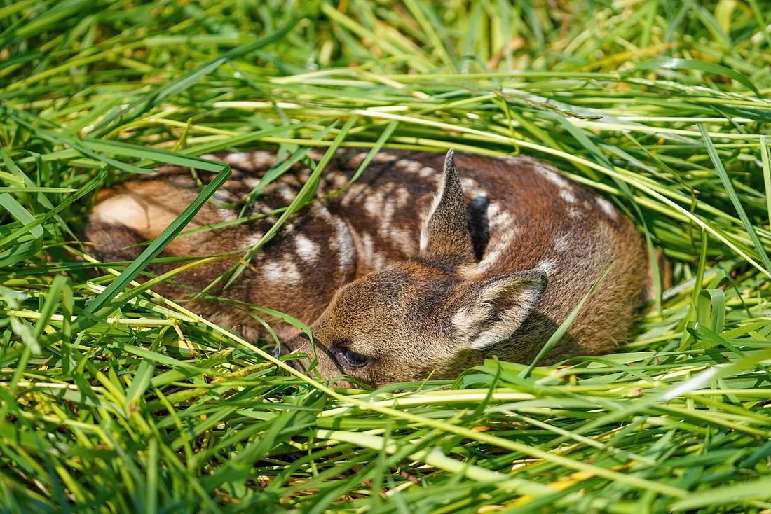 Faon couché dans les herbes