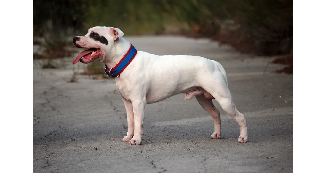 Staffordshire Bull Terrier