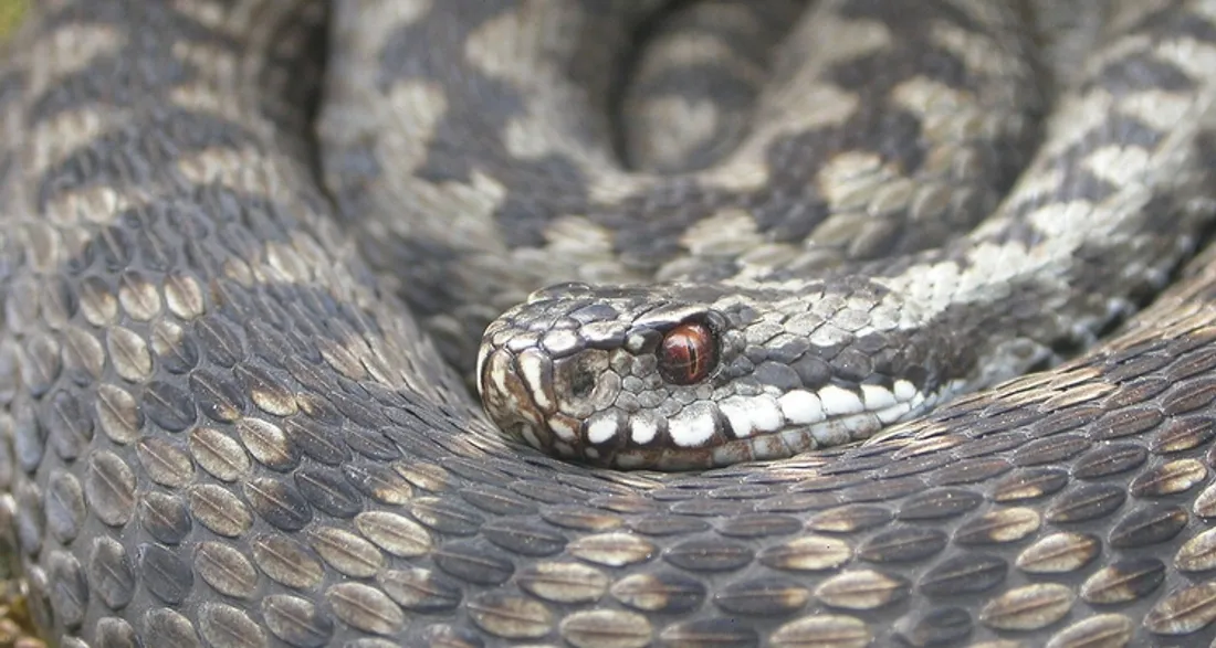 Vipère Péliade, présente en Ile-de-France