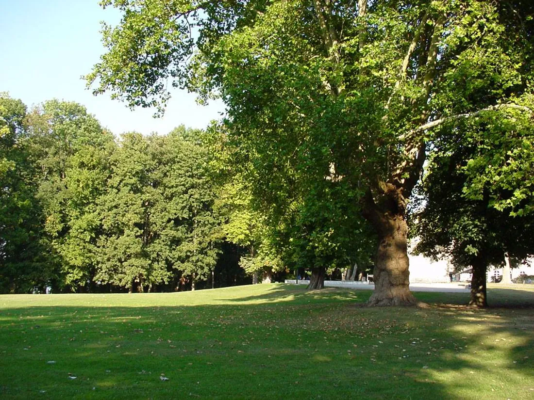 Arbres dans le parc
