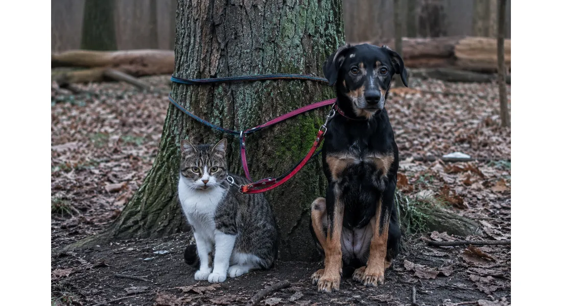 Chat et chien abandonnés