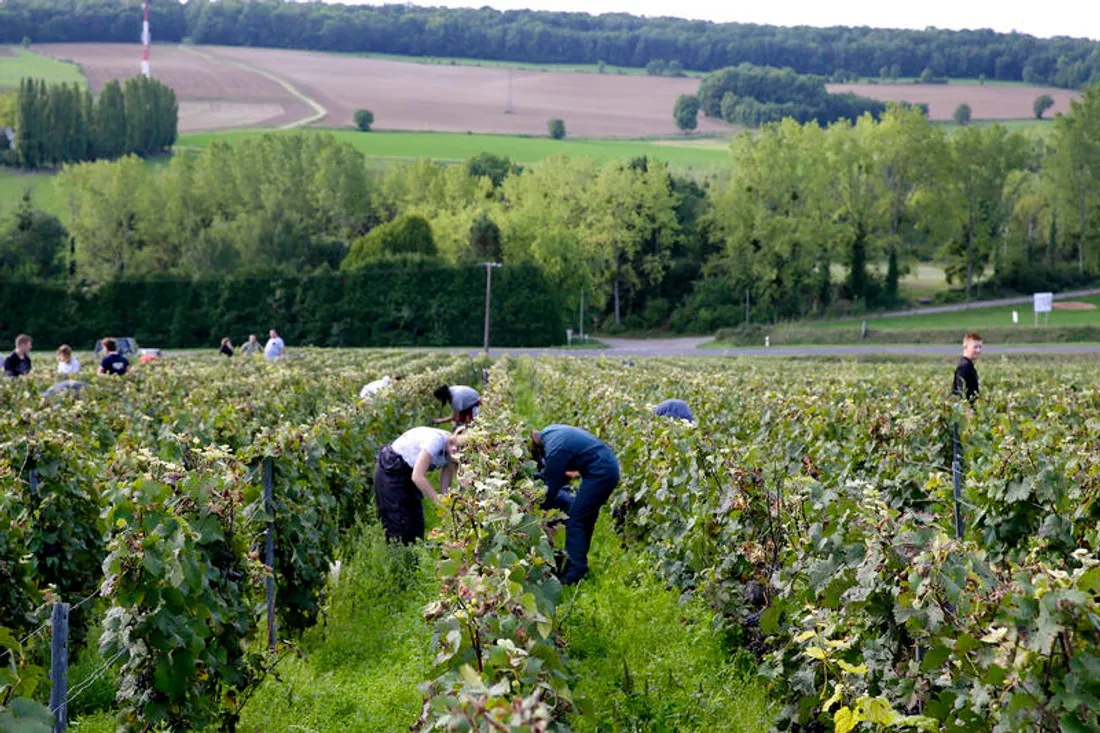 Vendanges dans les Hauts-de-France
