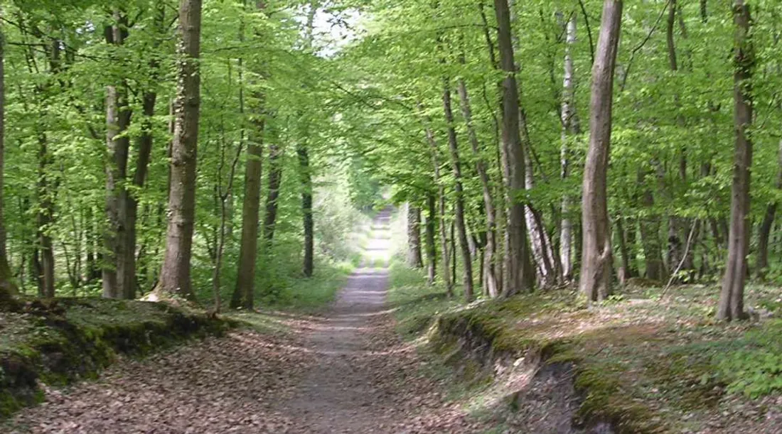 Forêt de Saint-Germain-en-Laye