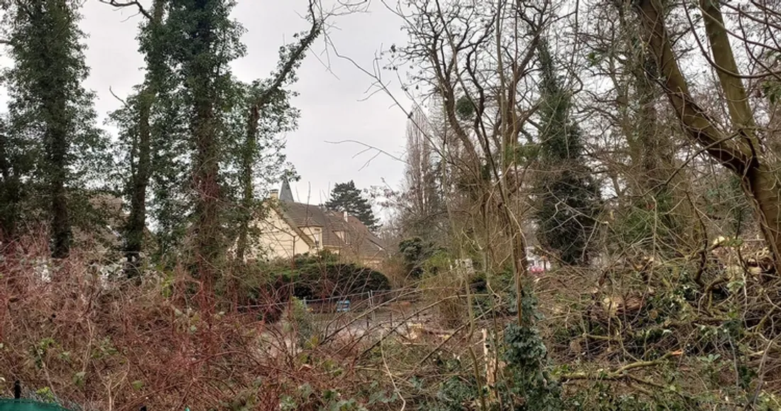 Bois à Saint-Pathus