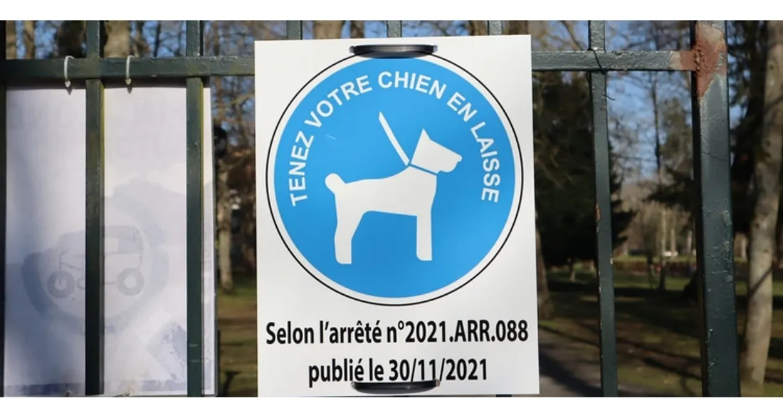 Chiens en laisse