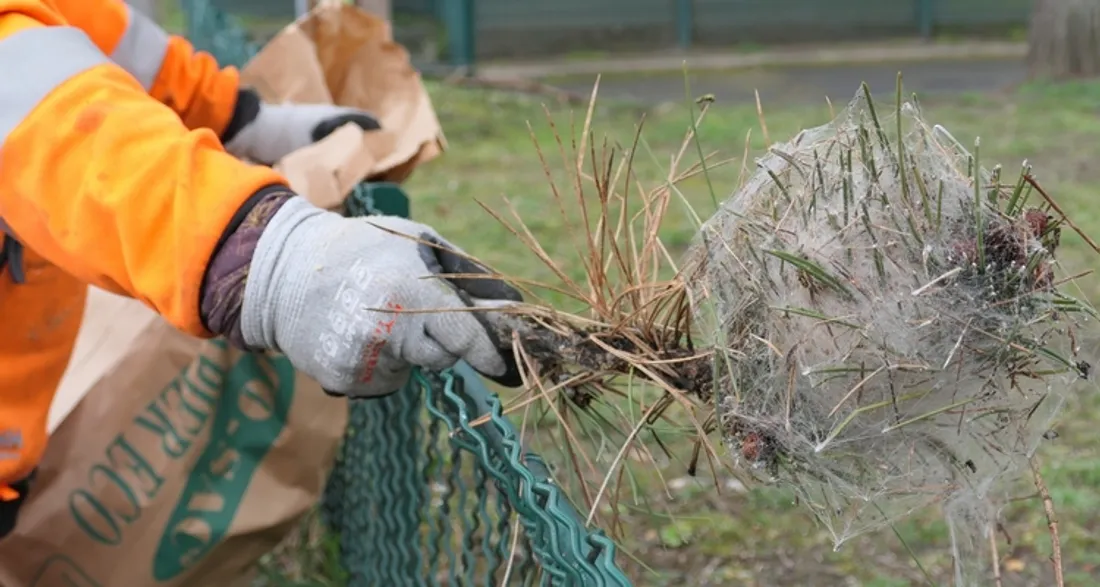 Cocons de chenilles processionnaires
