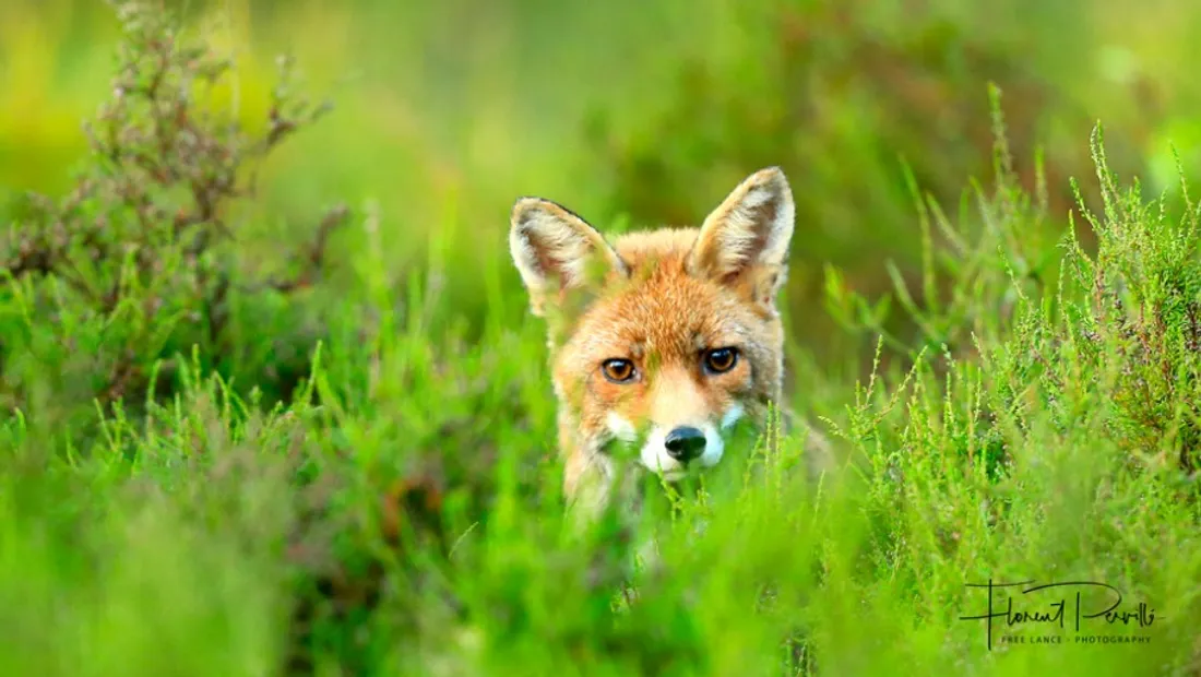 Expo « Faune de l'Oise, moments d'intimité au fil des saisons »
