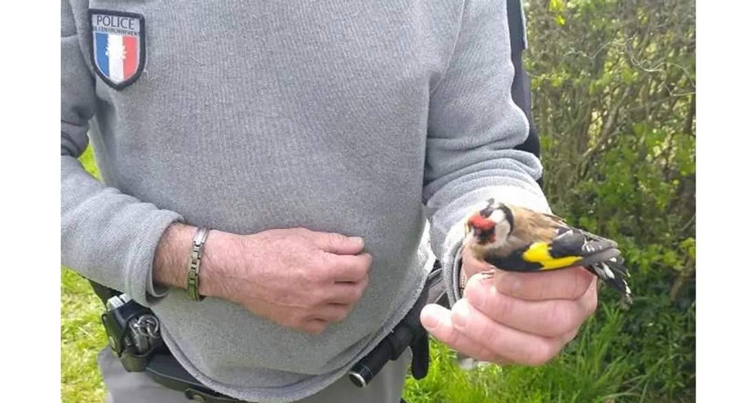 Chardonneret élégant