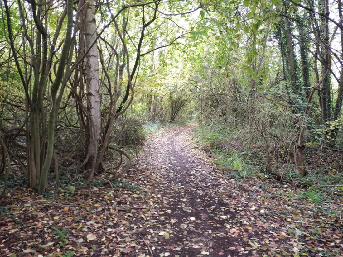 Forêt du Mont Saint-Siméon