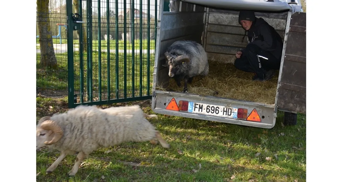 Moutons en écopâturage