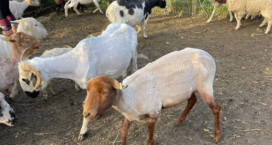 Moutons en écopâturage