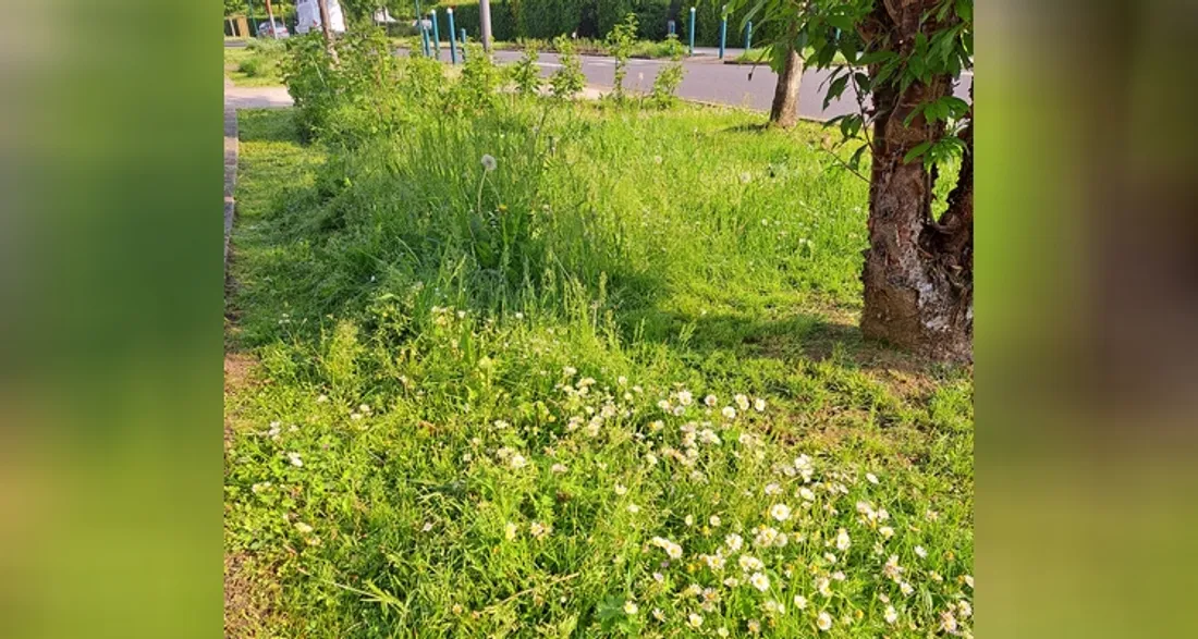 Végétation dans les rues
