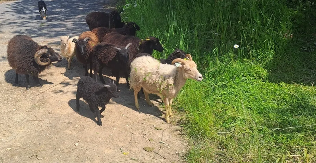 Moutons en écopâturage