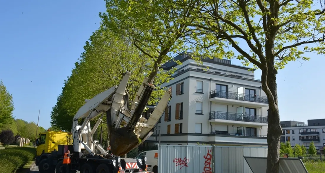 Transplantation d'un arbre