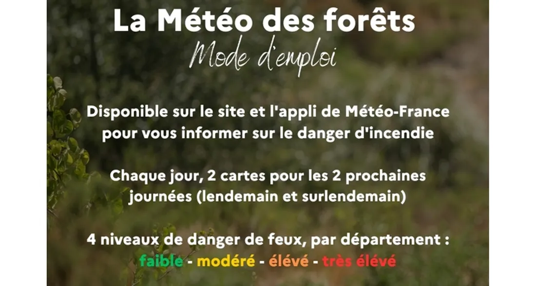 Météo des forêts