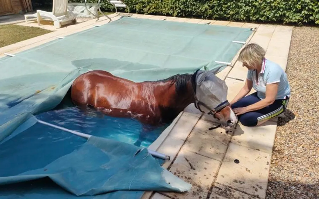 Cheval dans une piscine
