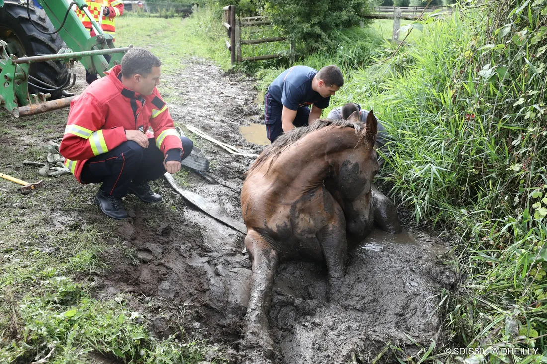 Sauvetage d'un cheval