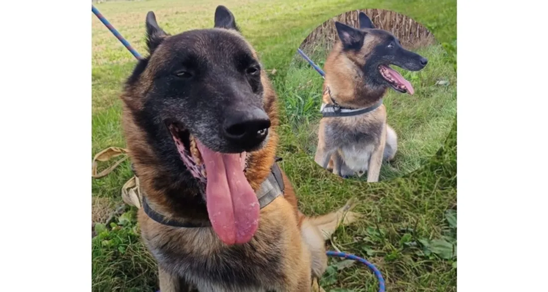 Milan, chien policier, s'apprête à prendre sa retraite