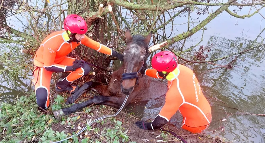 Sauvetage d'une jument