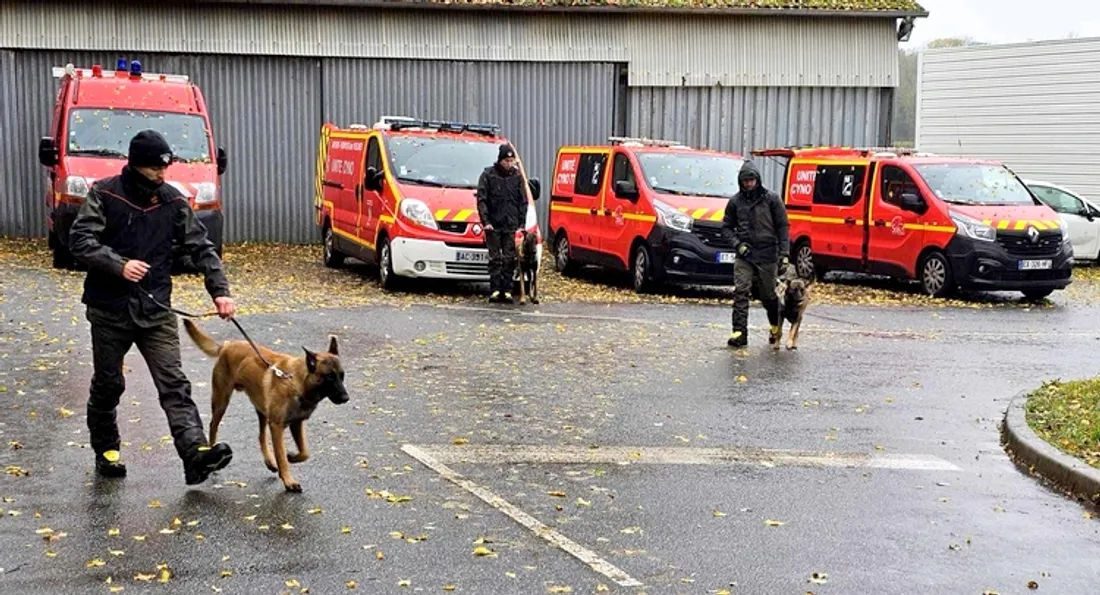 Entraînement cynotechnique