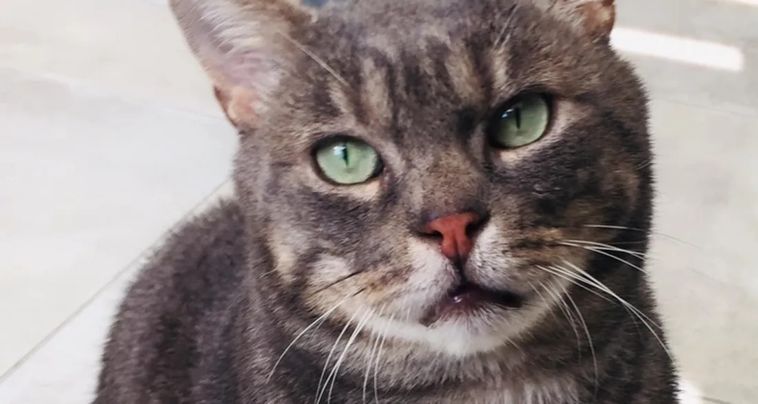 Chat aidé par les bénévoles