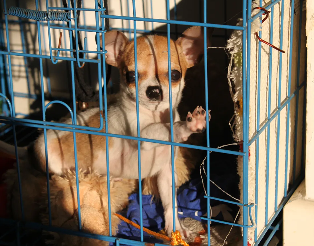 Chihuahua
