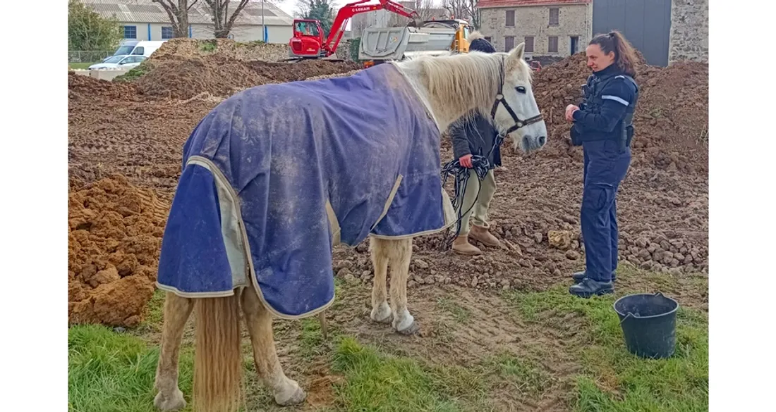 Les gendarmes mettent la main sur un cheval fugueur 