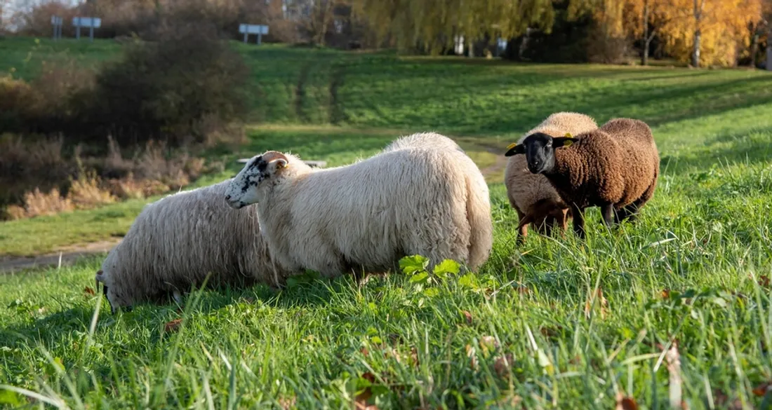 Moutons