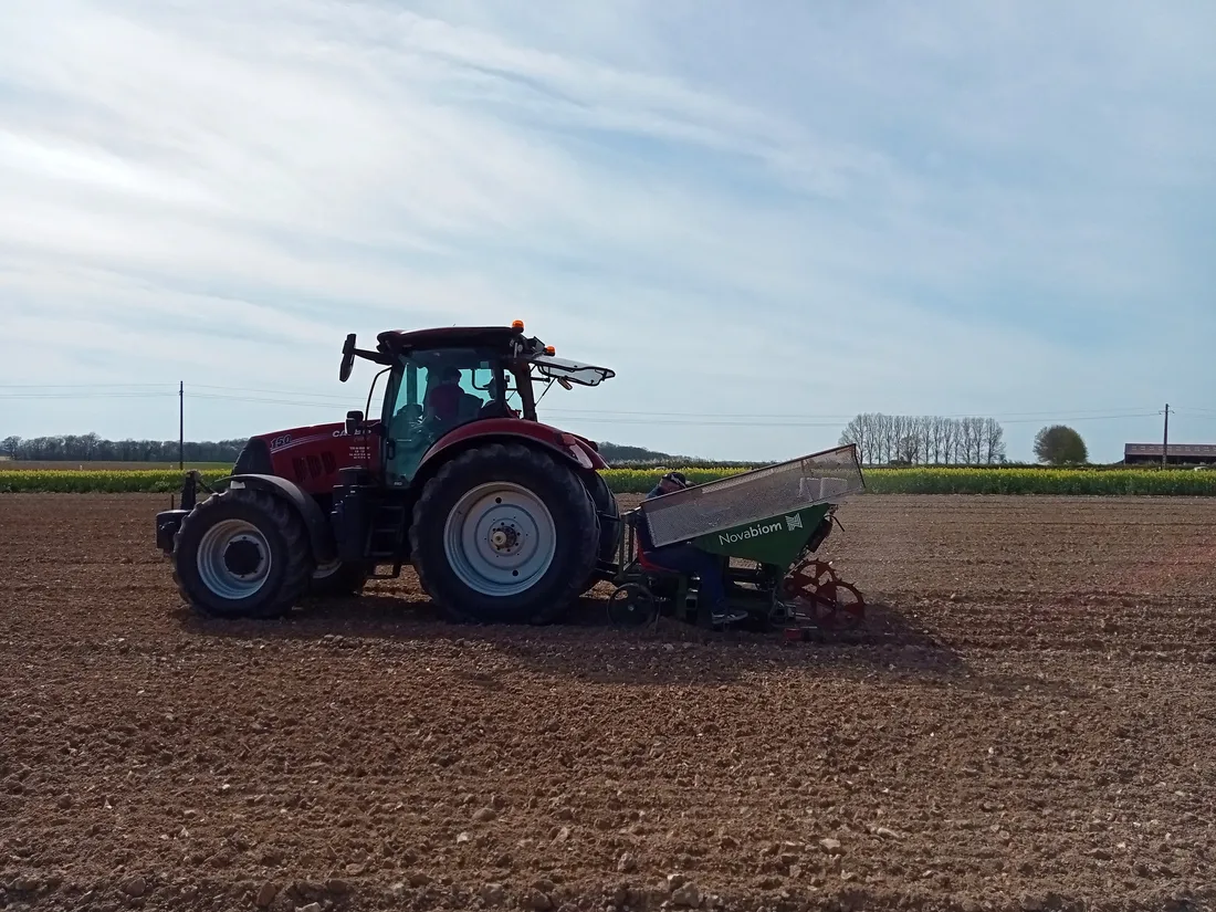 Plantation de miscanthus