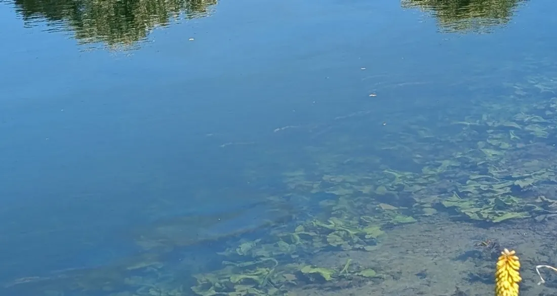 Pollution aux hydrocarbures