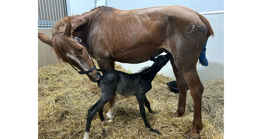 Jument et son poulain