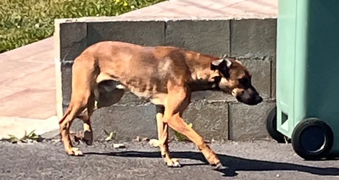 Filou, chien recherché