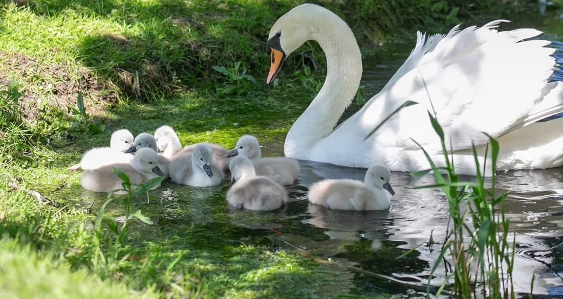 Cygneaux et leur maman à Beauvais