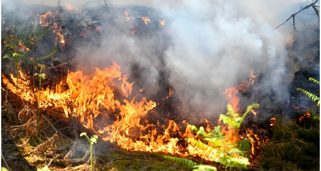 Incendie en forêt de Fontainebleau