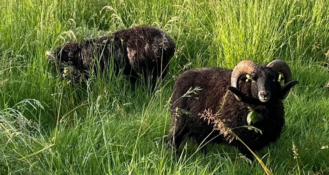 Les béliers Tom et Jim