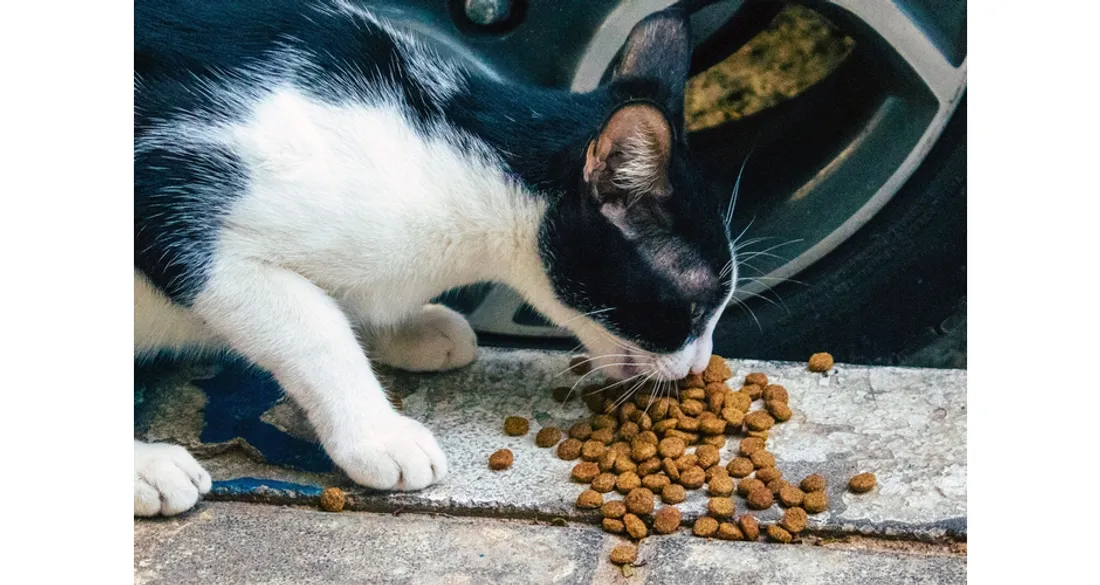 Nourrir des animaux sur la voie publique est une mauvaise idée