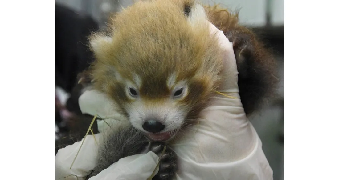 Nouveau-né panda roux