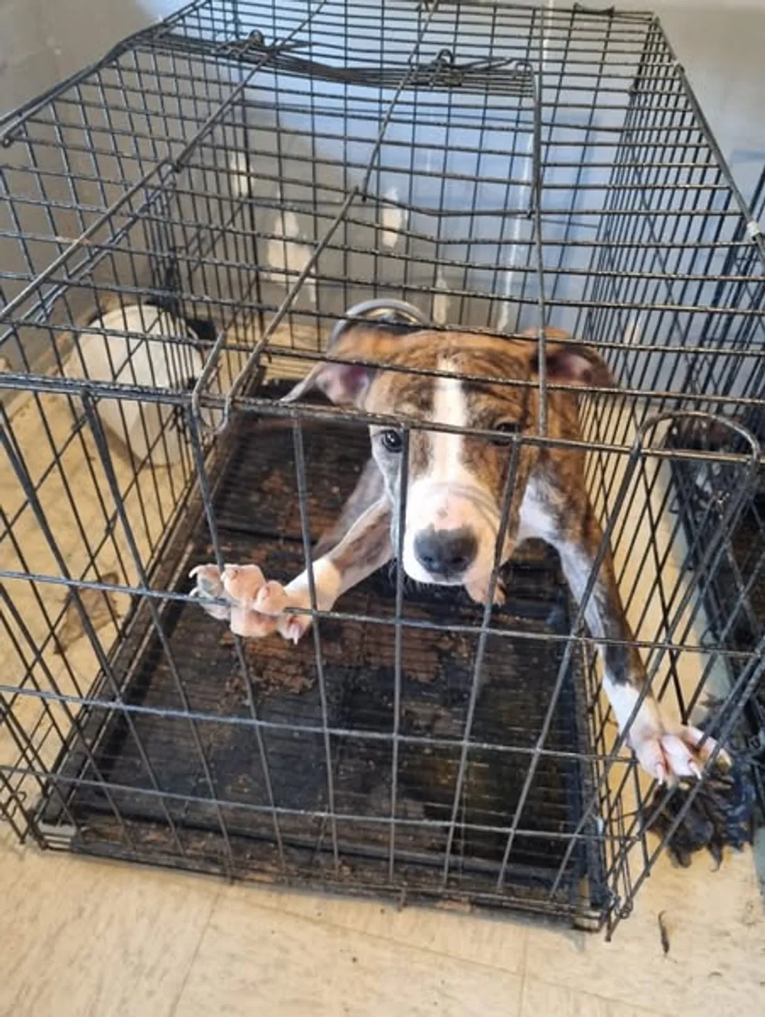 Chien maltraité, Savigny-sur-Orge