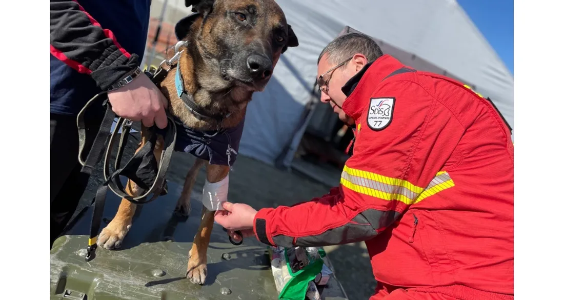Chien des sapeurs-pompiers