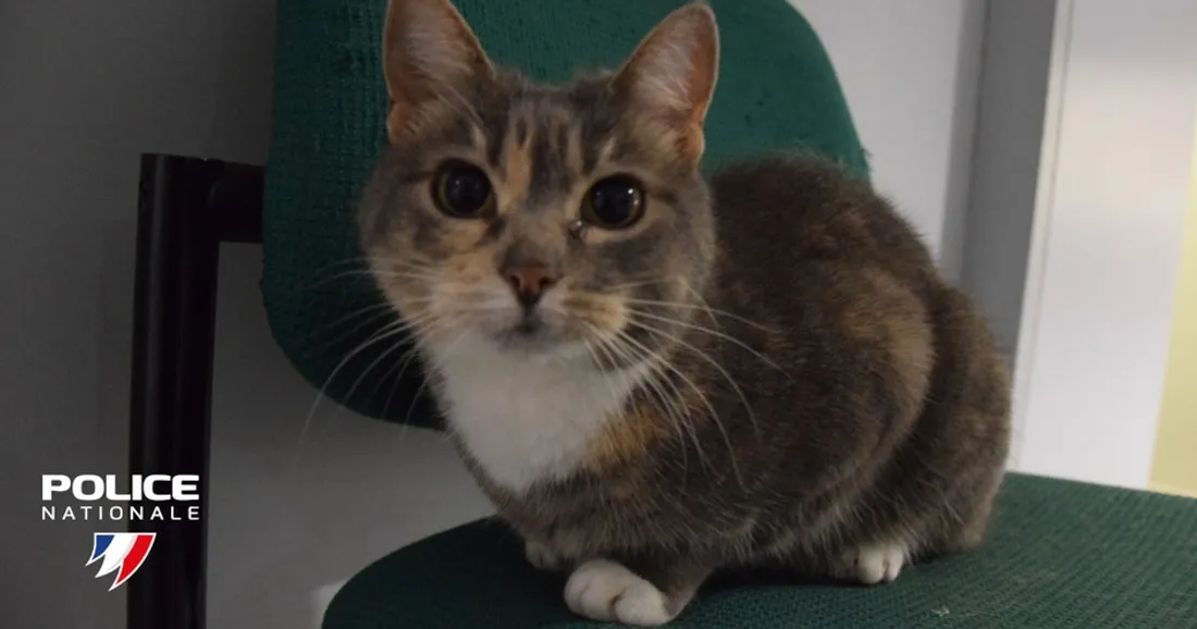 Police, le chat des policiers de Beauvais