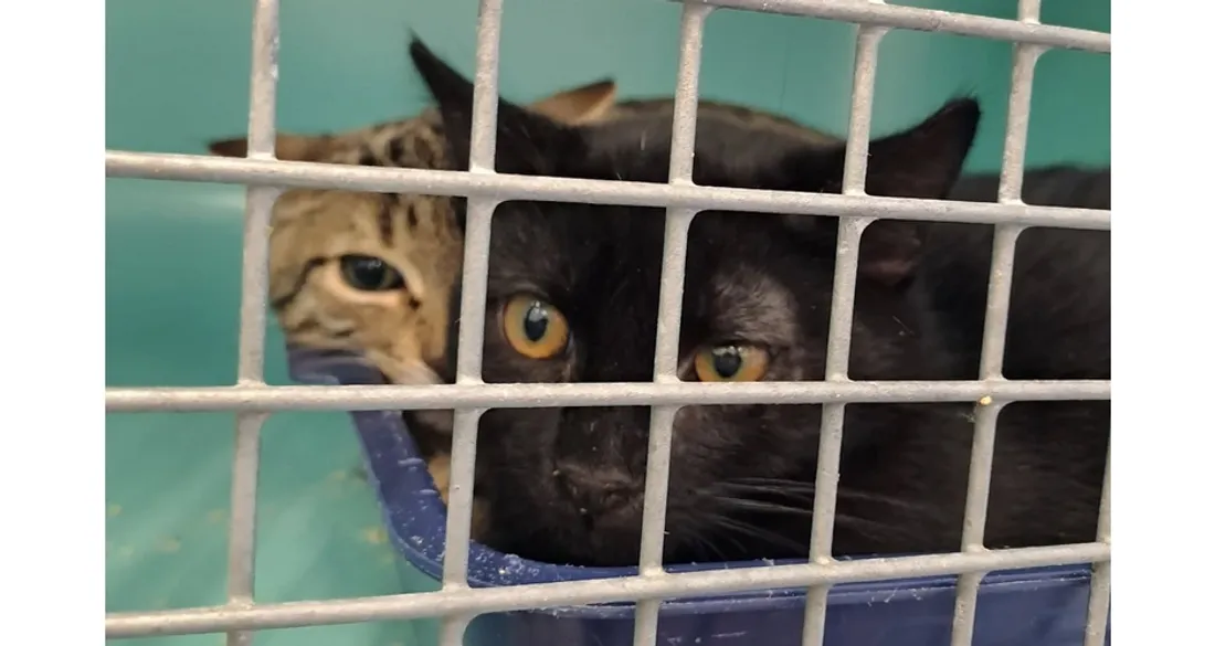 Chats au refuge de Poulainville