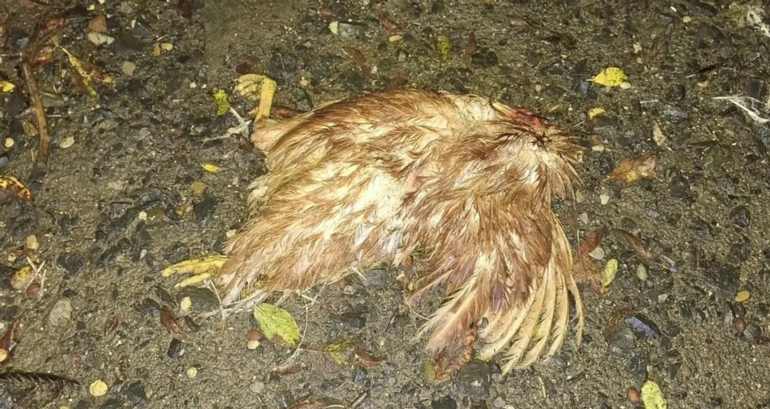 Poule tuée à Appilly