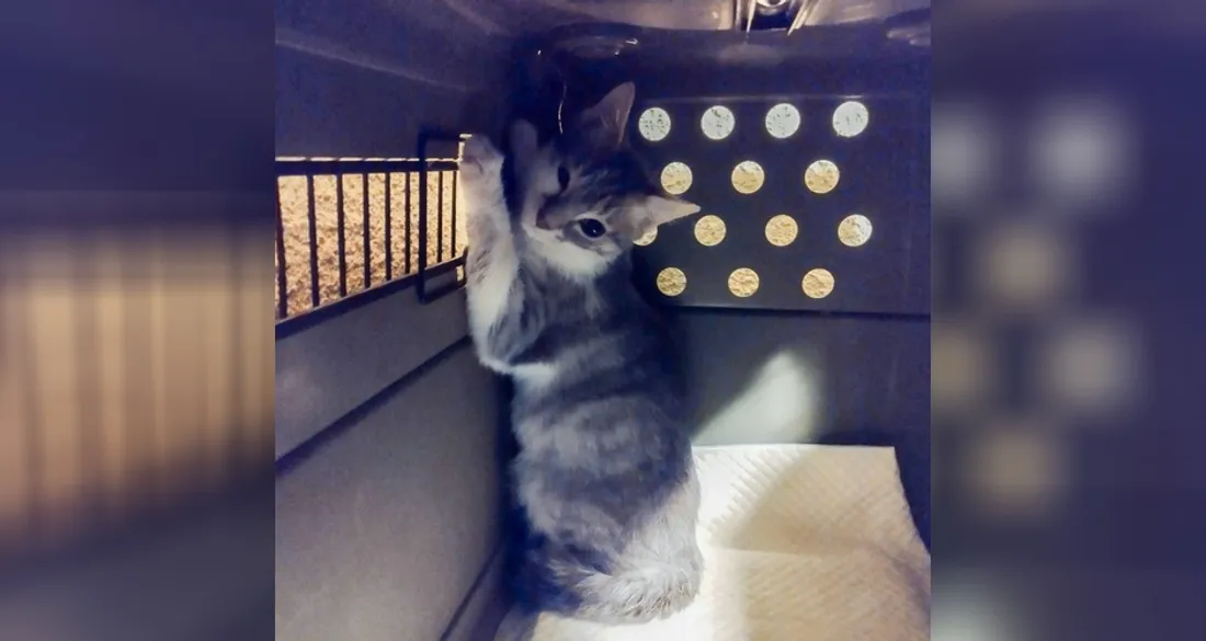 Chat récupéré à Évry