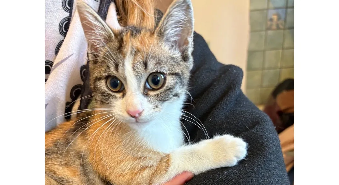 Chat pris en charge par Rescap