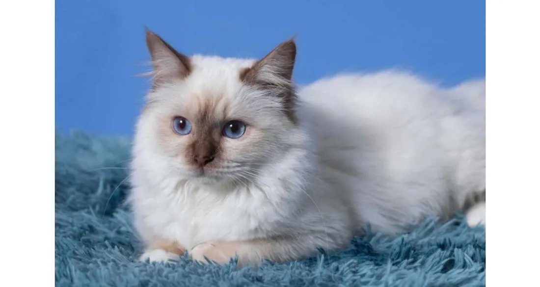 La chatte Vénus, disparue