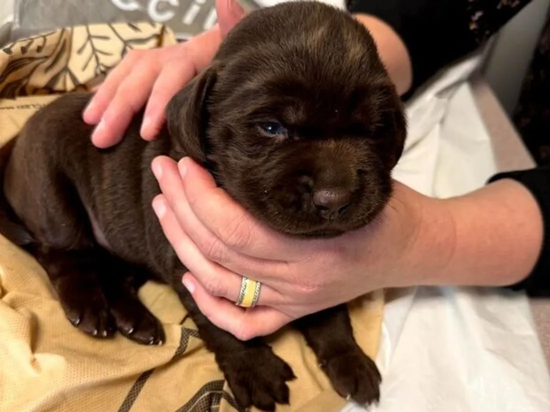 Angie, chiot abandonnée