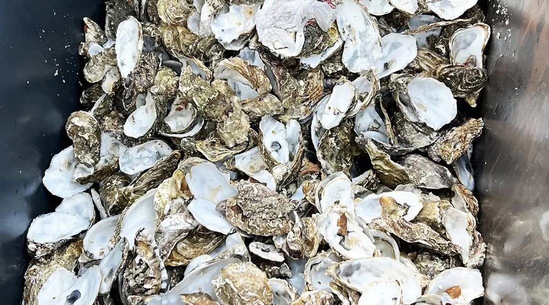 Coquilles d'huîtres