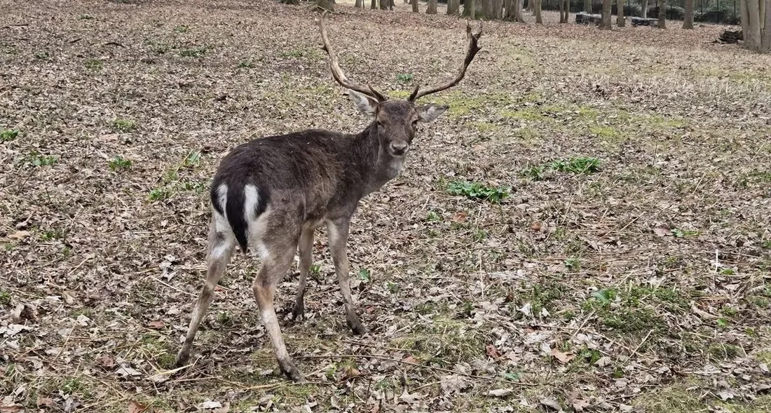 Daim dans le parc du château d'Aramont